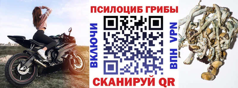 Псилоцибиновые грибы прущие грибы  Купить закладки  Отрадный 